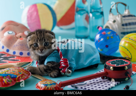 Scottish Fold gattino e Summer Festival Foto Stock