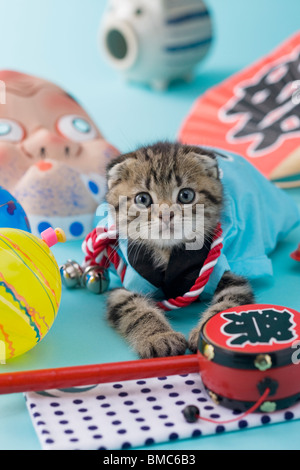 Scottish Fold gattino e Summer Festival Foto Stock