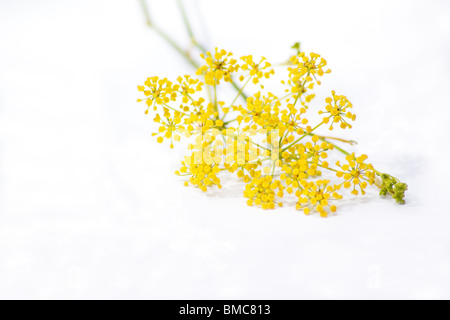 Finocchio dolce fiori su sfondo bianco Foto Stock