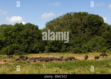 Buffalo (Syncerus caffer caffer), Shimba Hills National Park, Kenya Foto Stock