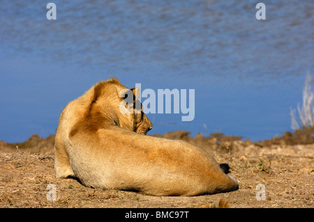 Il leoncello in agguato per in preda a un waterhole, Madikwe Game Reserve, Sud Africa Foto Stock