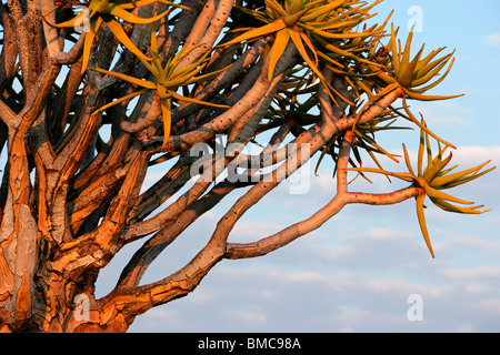 I rami di un albero faretra (Aloe dichotoma) all'inizio. La luce del mattino, Namibia, Sud Africa Foto Stock