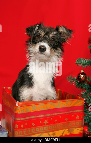 Hund unterm Weihnachtsbaum / cane sotto christmastree Foto Stock