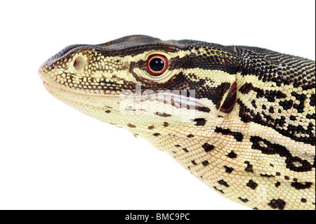 Varanus panopes; un Argus Monitor su sfondo bianco Foto Stock