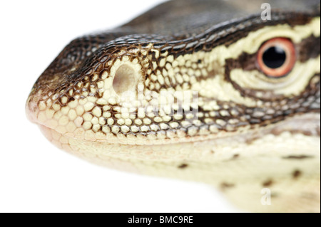 Varanus panopes; un Argus Monitor su sfondo bianco Foto Stock