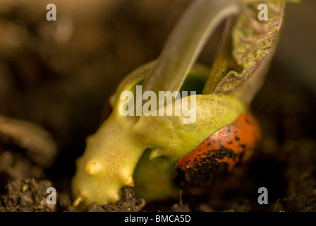 Runner bean close up Foto Stock