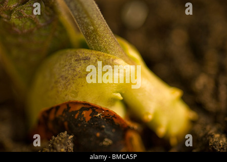 Runner bean close up Foto Stock