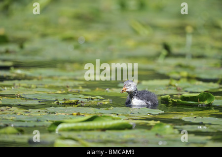 Giovani comuni di folaga (fulica atra) nuotare tra giallo gigli di stagno Foto Stock