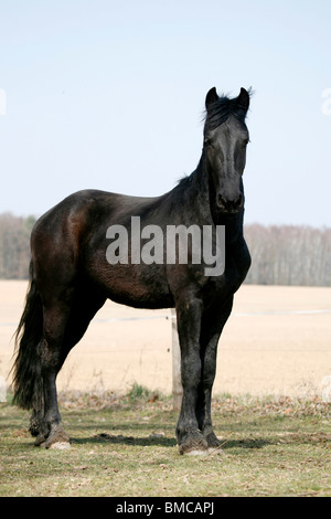 Friese / il frisone cavallo Foto Stock