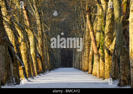 Platanenallee (promenade di platani) sul Neckarinsel a Tubinga, il Baden-Wuerttemberg, Germania Foto Stock