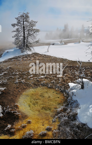 Interessante piccola primavera calda nel Parco Nazionale di Yellowstone, inverno Foto Stock