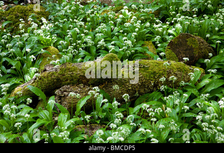 Ramsons (Allium ursinum) o aglio selvatico nel bosco in prossimità di Malham, North Yorkshire. Foto Stock