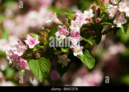 Weigela, rosa pallido arbusti in fiore in tarda primavera Foto Stock