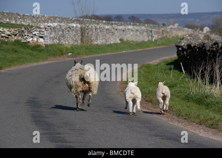 Pecora e due agnelli correndo giù per una strada nel Derbyshire Dales parco nazionale di Peak District Inghilterra Regno Unito Foto Stock