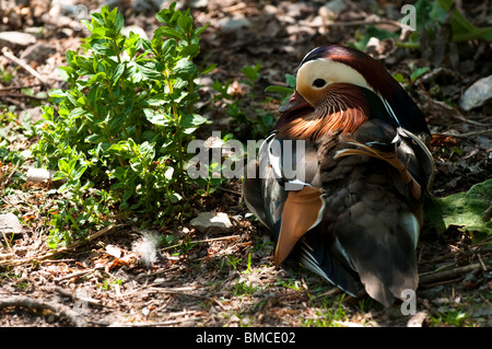 Maschi di Anatra di mandarino, Aix galericulata, a Slimbridge WWT nel Gloucestershire, Regno Unito Foto Stock