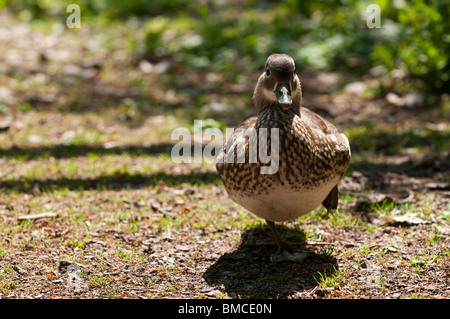 Femmine di Anatra di mandarino, Aix galericulata, a Slimbridge WWT nel Gloucestershire, Regno Unito Foto Stock