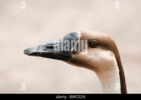 Swan Goose, Anser cygnoides, a Slimbridge WWT nel Gloucestershire, Regno Unito Foto Stock