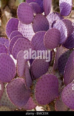 Viola di fico d'india, cactus Opuntia microdasys. Foto Stock