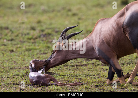 Madre Topi rimuove la placenta di neonato vitello dopo nascita bambino inerme testa in appoggio sulla faccia delle madri savana verde Masai Mara Kenya Foto Stock