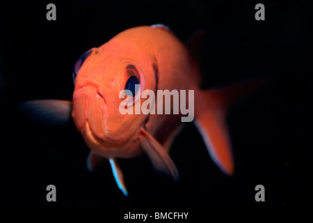 Blackbar soldierfish, Myripristis jacobus, San Pietro e San Paolo le rocce, Brasile, Oceano Atlantico Foto Stock