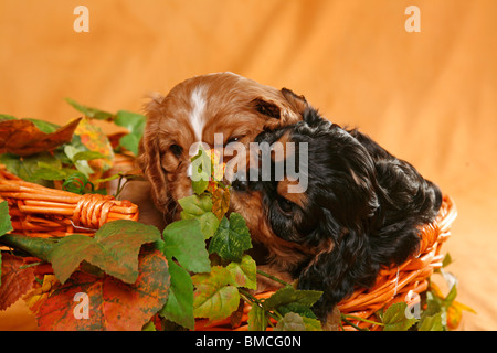Cavalier Welpe im Körbchen / cucciolo in basket Foto Stock