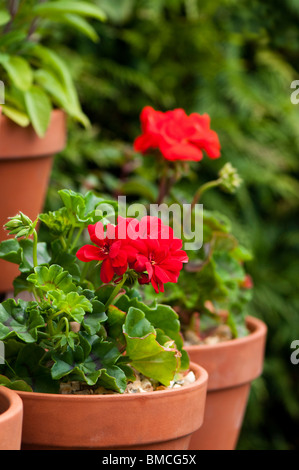 Geranio Edera " Ruben' in fiore in primavera con Geranio 'Scarlet' in background Foto Stock