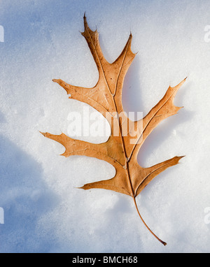 Caduta di una spina di foglie di quercia giace sulla neve fresca. Foto Stock