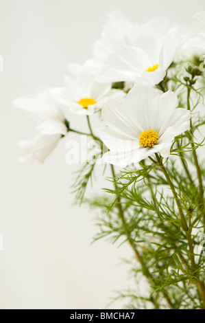 Chiusura del cosmo 'Sonata bianco' in tarda primavera Foto Stock