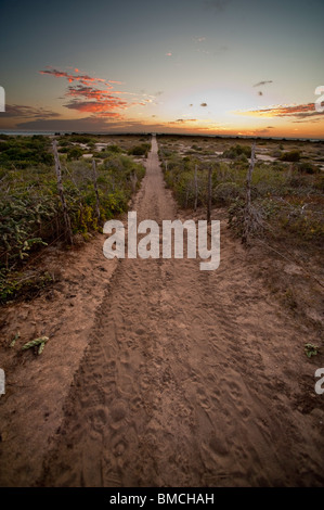 Road, Todos los Santos, Baja, Messico Foto Stock