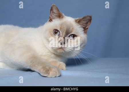 Britisch Kurzhaar / British Shorthair Foto Stock