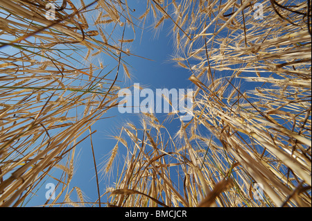 Campo di orzo, Franconia, Baviera, Germania Foto Stock