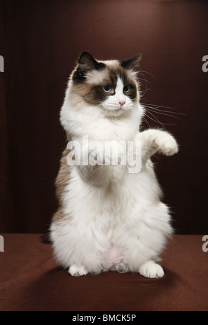 Ragdoll Foto Stock