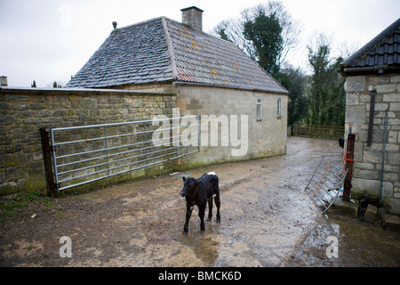 I giovani vitelli nel cantiere di fattoria. Gloucestershire. Regno Unito. Foto Stock