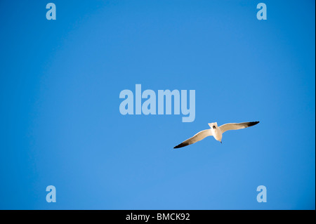 Seagull in volo, Hernando Beach, Florida, Stati Uniti d'America Foto Stock