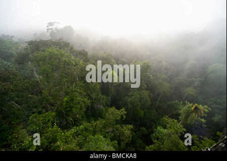 La foresta pluviale amazzonica Sacha Lodge, Ecuador Foto Stock