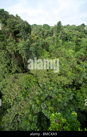 La foresta pluviale amazzonica Sacha Lodge, Ecuador Foto Stock