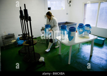 Casaro Jennie Irlanda rendendo tradizionale a singola e doppia formaggi di Gloucester. Standish Park Farm. Oxlynch. Gloucestershire. Regno Unito. Foto Stock