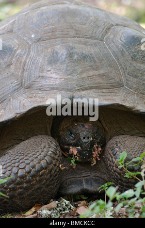 Le Galapagos La tartaruga gigante, Isola di Santa Cruz, Isole Galapagos, Ecuador Foto Stock