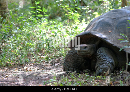 Le Galapagos La tartaruga gigante, Isola di Santa Cruz, Isole Galapagos, Ecuador Foto Stock