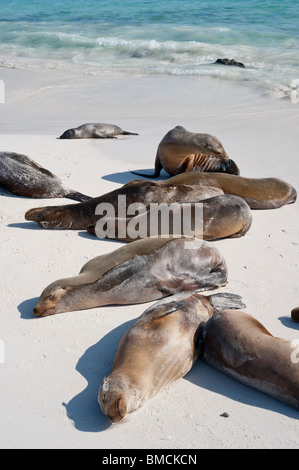 Leoni di Mare Isole Galapagos, Ecuador Foto Stock