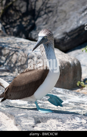 Blu-footed Booby, Isla Espanola, Isole Galapagos, Ecuador Foto Stock