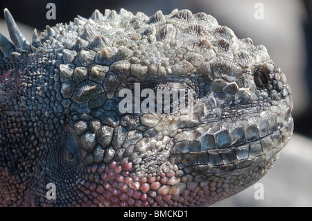 Iguana marina, Isla Espanola, Isole Galapagos, Ecuador Foto Stock