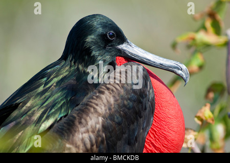 Magnifica Frigate Bird, Genovesa Island, Isole Galapagos Foto Stock