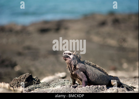 Iguane marine, isole Galapagos, Ecuador Foto Stock