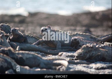 Iguane marine, isole Galapagos, Ecuador Foto Stock