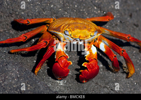 Sally Lightfoot Crab, Isole Galapagos, Ecuador Foto Stock