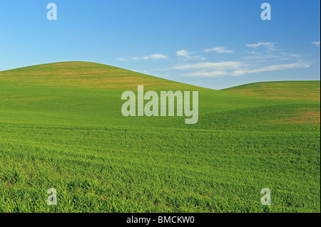 Campo di grano, Regione Palouse, Palouse, Whitman County, nello Stato di Washington, USA Foto Stock