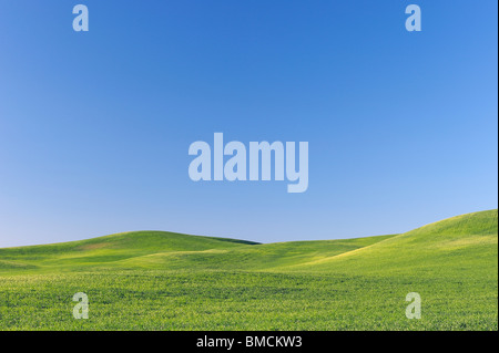 Campo di grano, Regione Palouse, Palouse, Whitman County, nello Stato di Washington, USA Foto Stock