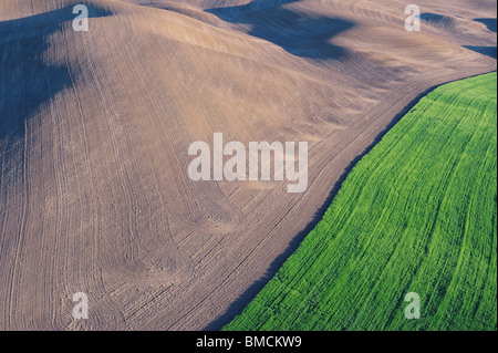 I campi Regione Palouse, Palouse, Whitman County, nello Stato di Washington, USA Foto Stock