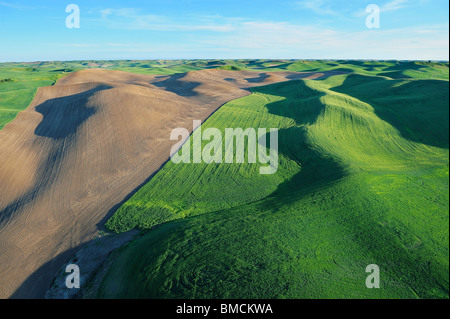 I campi Regione Palouse, Palouse, Whitman County, nello Stato di Washington, USA Foto Stock